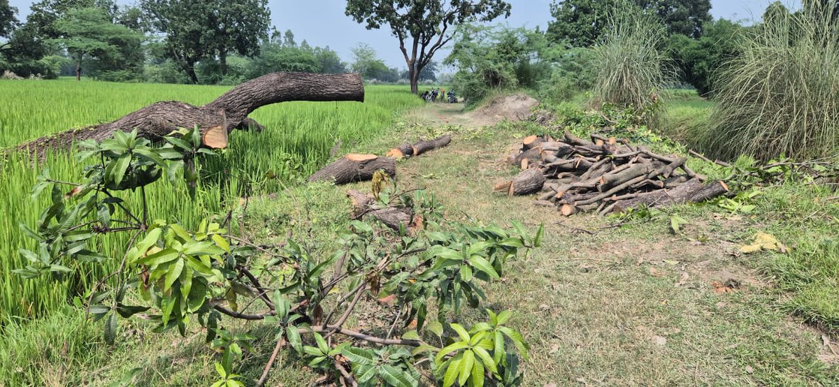 #अमेठी #वनविभाग के जिम्मेदारो द्वारा मोटी रकम लेकर हरियाली पर चल रहा आरा लकड़ कटा ठेकेदार वारिस व हलीम ने धरासाही किया हरे आम का पेड़ तिलोई तहसील क्षेत्र के कमई से पूरे रजइ माइनर के पास का मामला <a href="/CMOfficeUP/">CM Office, GoUP</a> <a href="/igrangeayodhya/">DIG Range Ayodhya</a> <a href="/Uppolice/">UP POLICE</a> <a href="/amethipolice/">AMETHI POLICE</a> <a href="/DmAmethi/">DM Amethi</a> <a href="/112UttarPradesh/">Call 112</a>