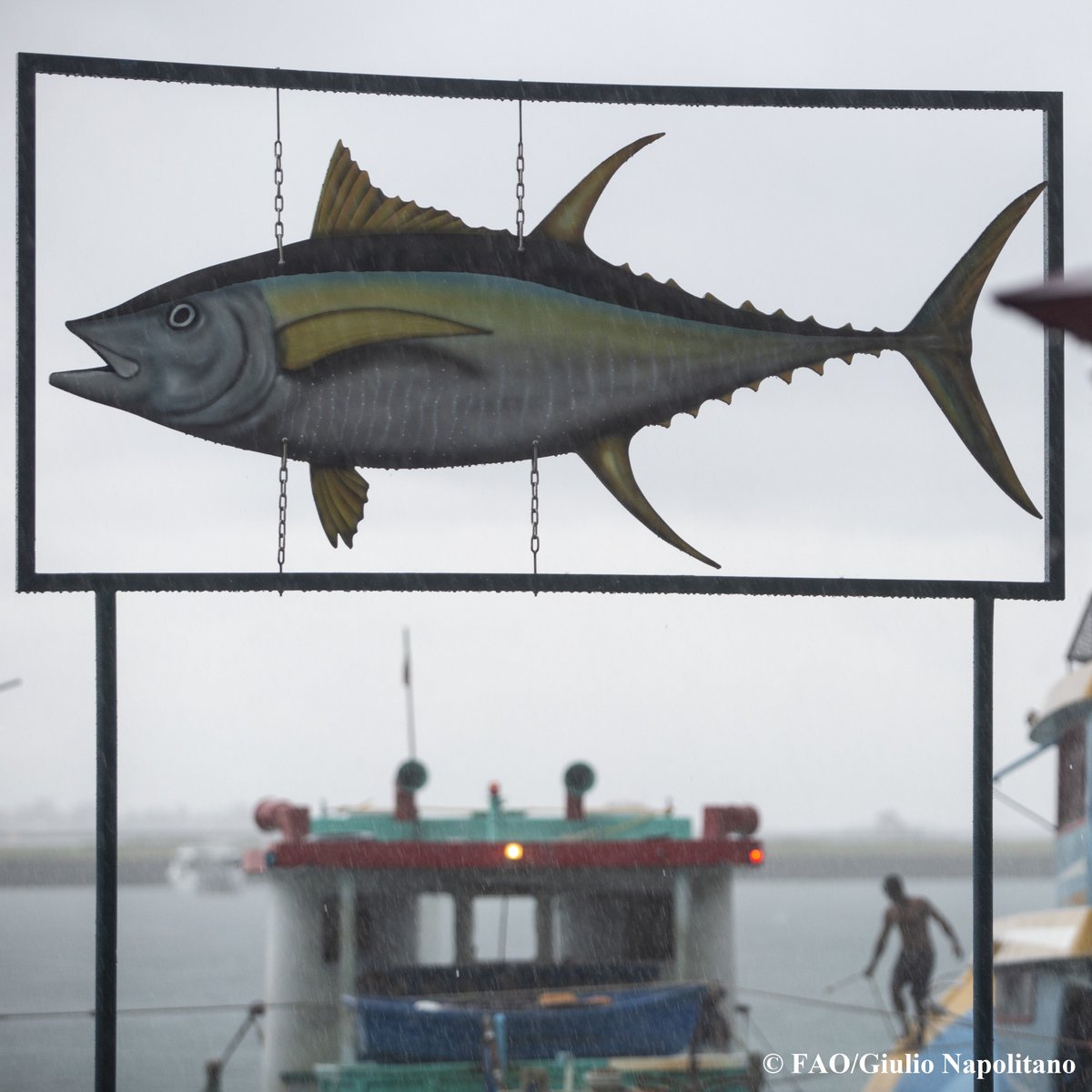 FAOfish's tweet photo. The @FAO-led #CommonOceans Tuna project highlighted a global shift in tuna management at last week's @iattc_ciat meeting in Panama! Harvest strategies are helping recover key tuna stocks &amp; bring transparency to fisheries.

Learn more 👉 https://t.co/728aEHVs8r https://t.co/RhtnvAN8gY