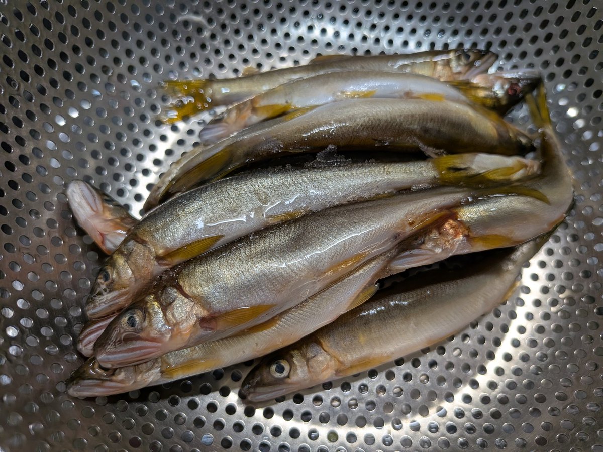 行徳周辺情報まとめ（<a href="/gyoutoku_info/">行徳周辺情報まとめ</a>）さんからいただいた巨大なヒラテテナガエビと稚鮎を料理中。
いつもありがとうございます😊