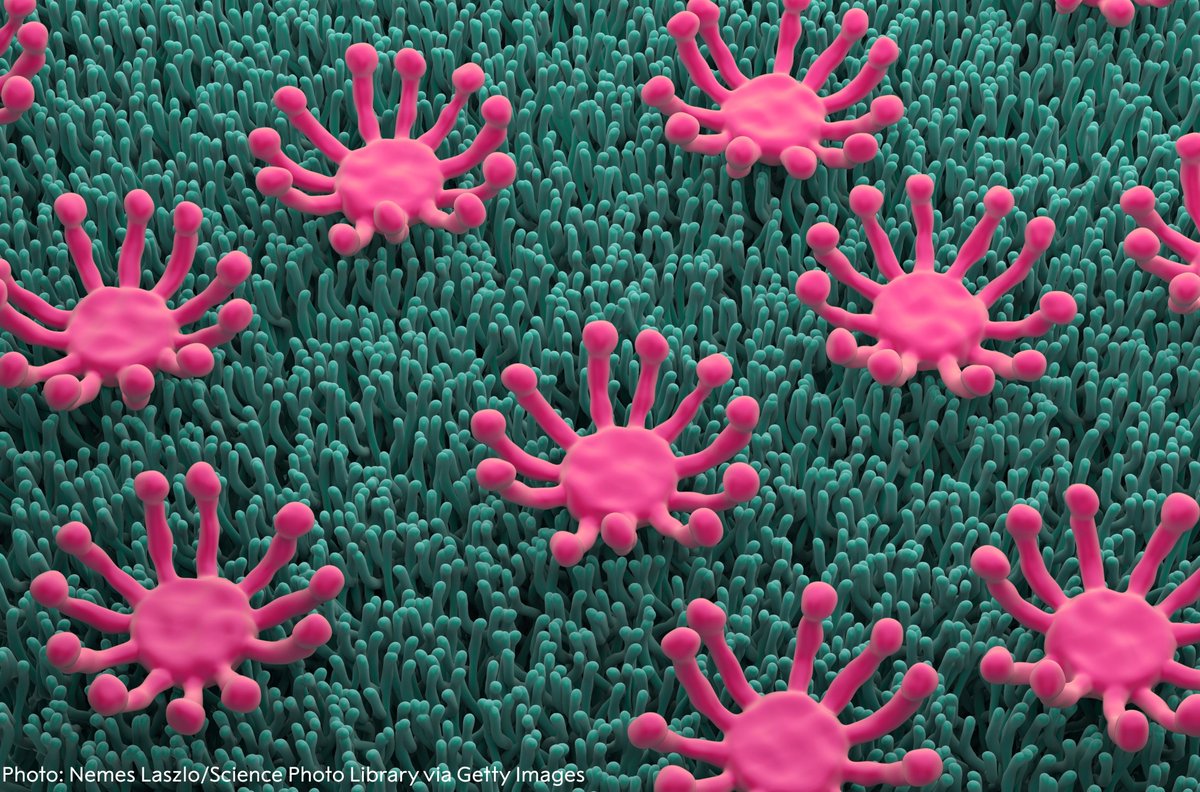 The Nobel Prize (@nobelprize) on Twitter photo With only 350 olfactory receptors, how can humans distinguish among 10,000 or more smells, some of which are nearly identical? Medicine laureate Linda Buck found the answer. 
Learn more: nobelprize.org/stories/women-… With only 350 olfactory receptors, how can humans distinguish among 10,000 or more smells, some of which are nearly identical? Medicine laureate Linda Buck found the answer. 
Learn more: nobelprize.org/stories/women-…