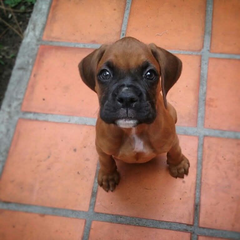 boxer_daily's tweet image. Great Photography 🥰❤️