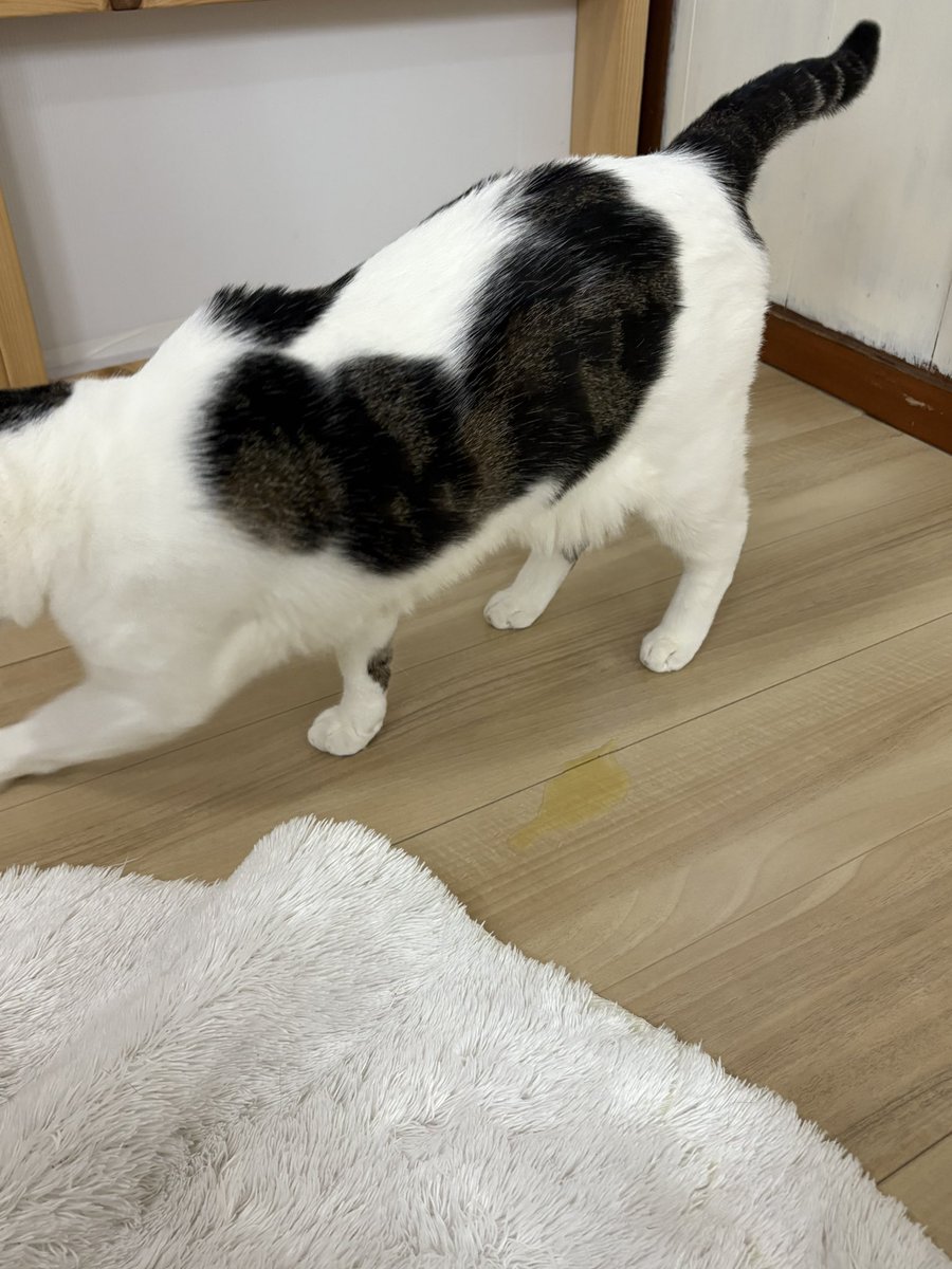 慌ててカーペットを引っ張ったけど…ギリギリアウトー😭

#ねこオアシスオハナ #中津川