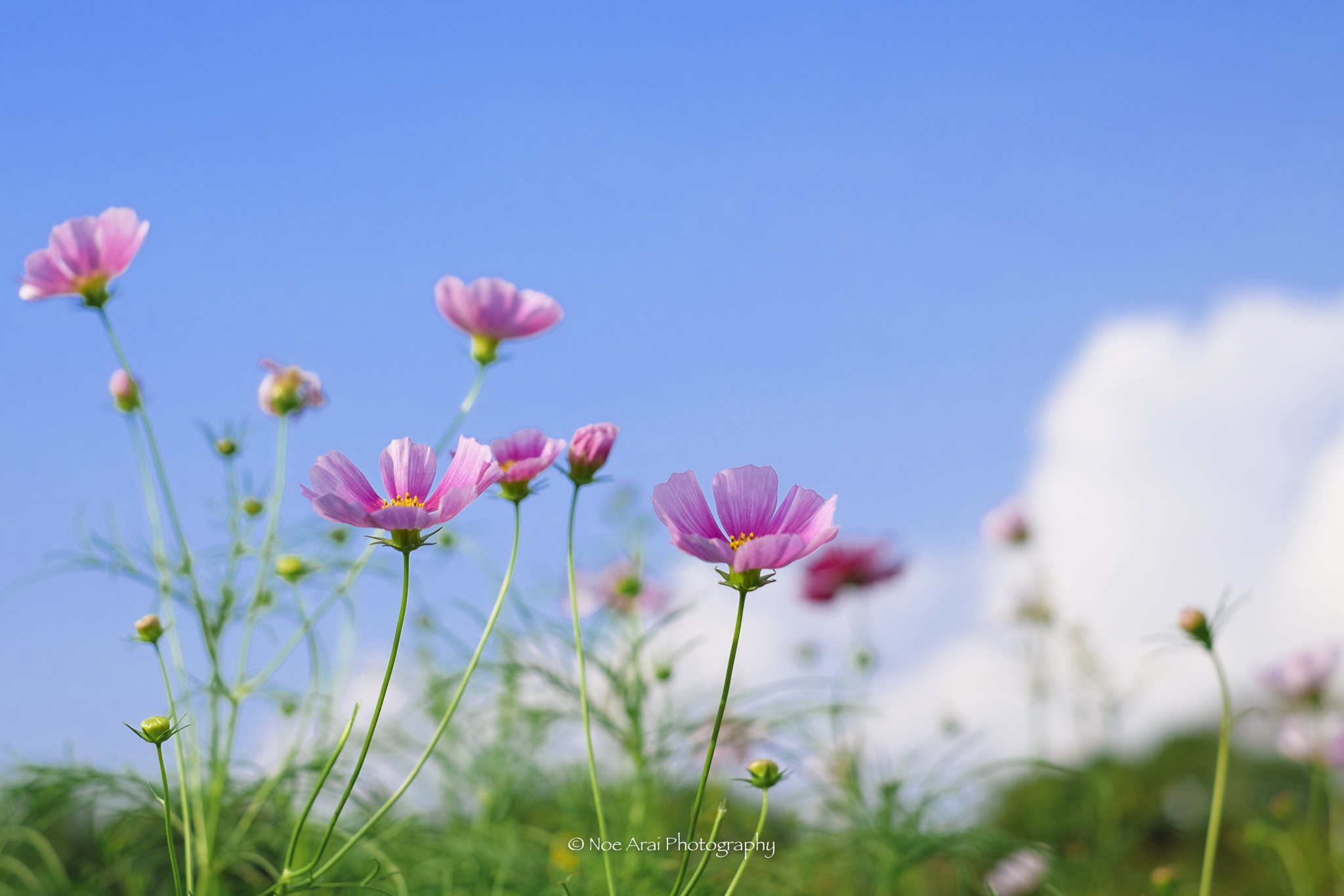 ✨ガラス聖3Dボタニカルアート✨Homage to Nature　⭐️ ☆匿名おお Noe Arai FUJIFILM写真家 (@polarbearrabbit) / X