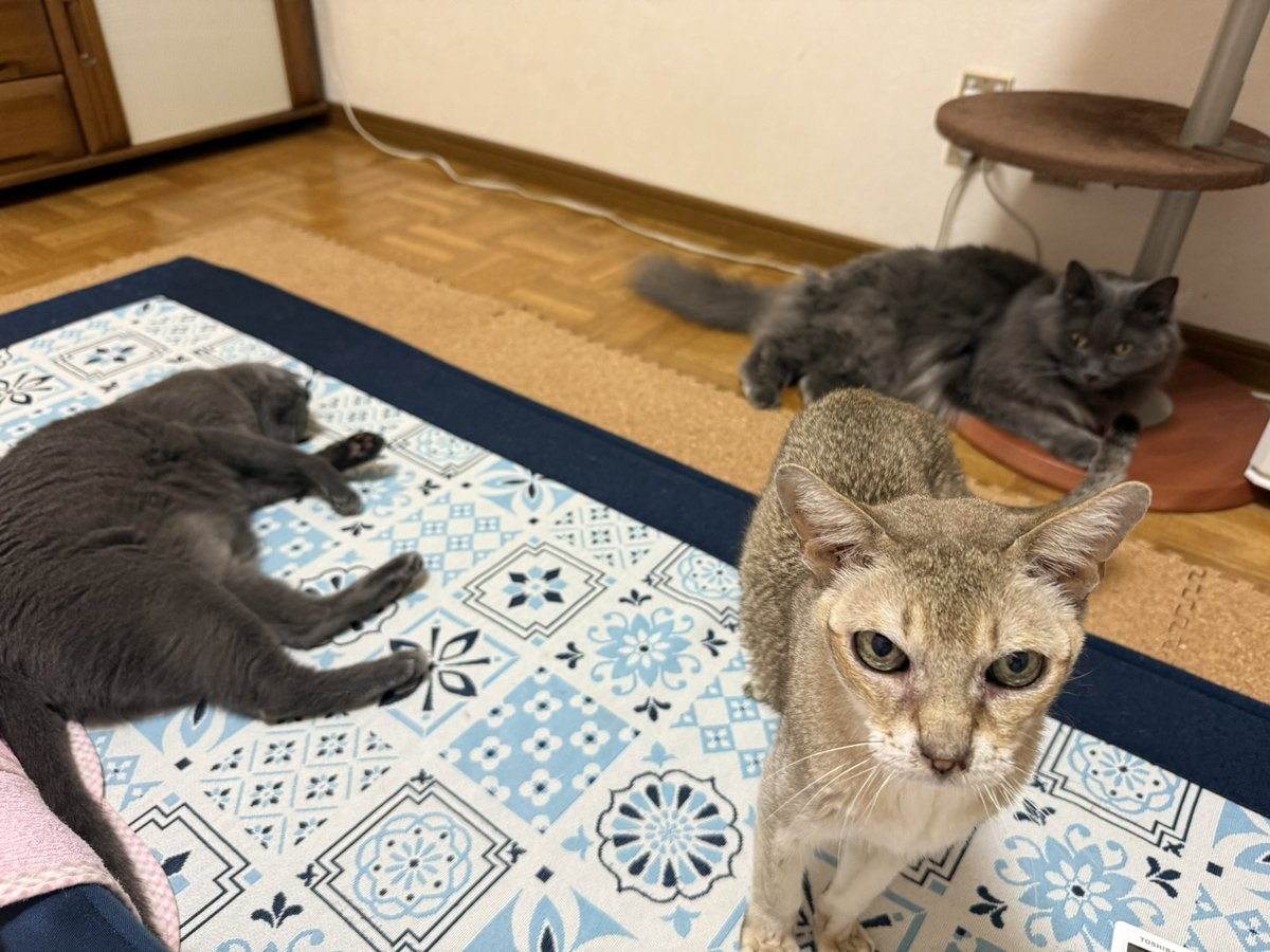 相変わらず3猫3様😼😸😺