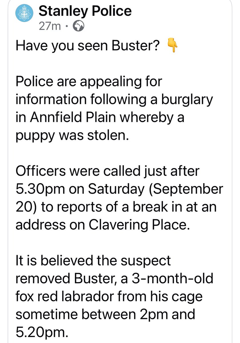 SAMPAuk_'s tweet image. #Puppy BUSTER #stolen Saturday 20 September 2025 from Clavering Place in #AnnfieldPlain #Stanley  #Durham #DH9. If you know anything call Police on 101 reference 208 of Sept 20 or call Crime Stoppers anonymously 0800555111 

facebook.com/share/p/1AHgyp…

#PetAbduction #PetTheftReform