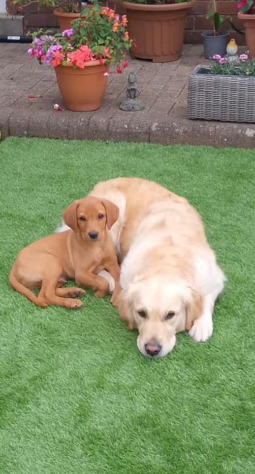 SAMPAuk_'s tweet image. #Puppy BUSTER #stolen Saturday 20 September 2025 from Clavering Place in #AnnfieldPlain #Stanley  #Durham #DH9. If you know anything call Police on 101 reference 208 of Sept 20 or call Crime Stoppers anonymously 0800555111 

facebook.com/share/p/1AHgyp…

#PetAbduction #PetTheftReform