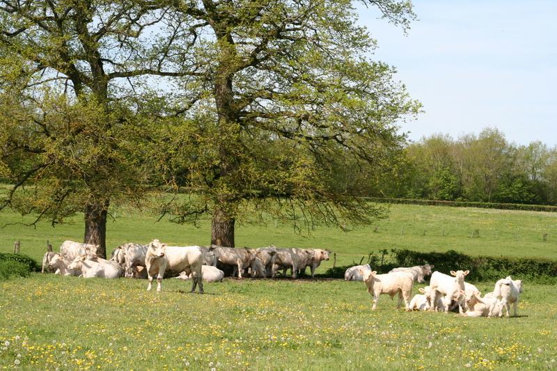 Interbev demande l’appui des pouvoirs publics pour la décarbonation dlvr.it/TNDxjS
