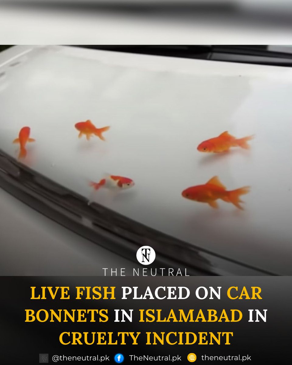 TNeutralpk68070's tweet image. Live Fish Placed On Car Bonnets In Islamabad In Cruelty Incident

Read more:theneutral.pk/cruelty-incide…

#theneutral #AnimalCruelty #FishAbuse #CrueltyIncident #IslamabadNews #AnimalRights #PublicSafety #WildlifeProtection #AnimalWelfare #StopAnimalAbuse #ViralNews