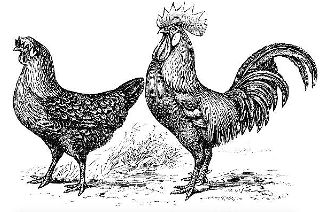 En la noche del 23.5.1902, Pablo Rodríguez saltó la tapia del corral de Braulio Pinacho, en la calle La Cruz de #Mucientes, y se llevó cinco gallinas y un gallo. 
El botín, valorado en 19 pts (0,11€), le supuso a Rodríguez una condena de tres años, seis meses y un día de cárcel.