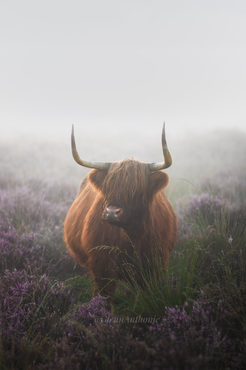 🐂