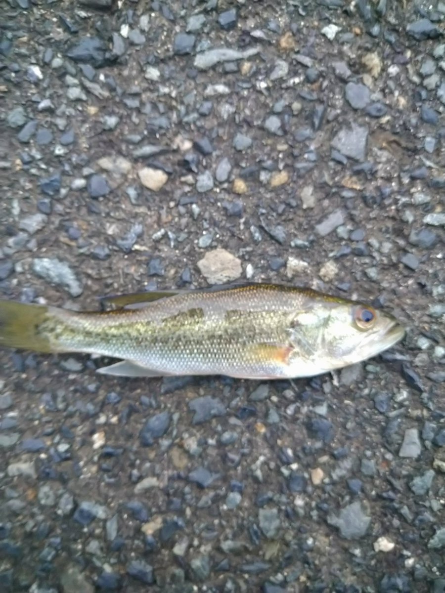 意地の一匹という名の貧果
道ばたに落ちてたら気付かずに踏んでしまうレベルのミニバス(´・ω・`)
