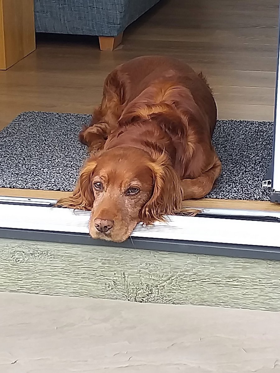 Rosie Doc (@rosiedoc666) on Twitter photo π Pls help us find our #cocker Gatsby. He swam out to sea about 3 hours ago and despite searching we have not found him. #Barmouth #Gwynedd He is a strong swimmer/may have drifted off course.we are at Hendre Coed Isaf holiday park.07927750803.<a href="/RNLI_Barmouth/">Barmouth Lifeboat</a> <a href="/UGPD/">Upper Gwynedd Police</a> <a href="/JacquiSaid/">Dogs of Tooting 1</a> π Pls help us find our #cocker Gatsby. He swam out to sea about 3 hours ago and despite searching we have not found him. #Barmouth #Gwynedd He is a strong swimmer/may have drifted off course.we are at Hendre Coed Isaf holiday park.07927750803.<a href="/RNLI_Barmouth/">Barmouth Lifeboat</a> <a href="/UGPD/">Upper Gwynedd Police</a> <a href="/JacquiSaid/">Dogs of Tooting 1</a>