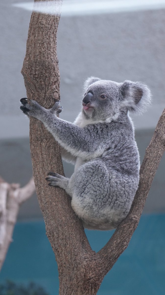yoshinori_zoo's tweet image. ぺろっとツムギちゃん
#ツムギ #コアラ #平川動物公園