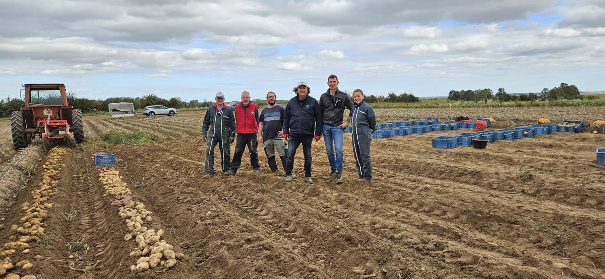 IPMPotatoGroup's tweet image. The IPM breading teams along with Denis Griffin from #Teagasc, will evaluate the development variety fields for shape, size &amp;amp; defects. Once it is harvested the seed will be passed through an electronic grader so we can fully assess the dimensions of the tubers. 
#bestpractise