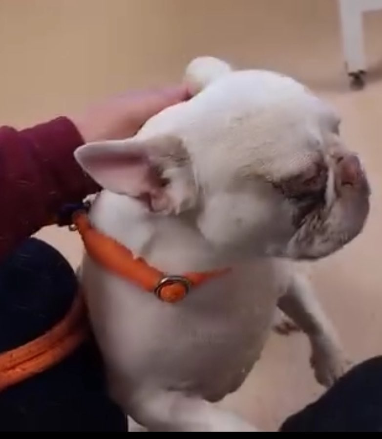 Mr Trebus aka Treebs 🐶🌈🐾 #HarkerToo 💔RUPERT🌈 (@trebus_mr) on Twitter photo ‼️‼️‼️‼️‼️‼️‼️‼️‼️‼️URGENT CRY FOR HELP(please read this post ⬇️) This baby needs our help 🙏🏻…don’t let this beautiful frenchie be PTS because of the greed and cruelty of evil humans! (UK based)
Her name is Milky 🥹🙏🏻🐶❤️
<a href="/SCD_Rescue/">Second Chance Dog Rescue</a>
facebook.com/groups/1829713… ‼️‼️‼️‼️‼️‼️‼️‼️‼️‼️URGENT CRY FOR HELP(please read this post ⬇️) This baby needs our help 🙏🏻…don’t let this beautiful frenchie be PTS because of the greed and cruelty of evil humans! (UK based)
Her name is Milky 🥹🙏🏻🐶❤️
<a href="/SCD_Rescue/">Second Chance Dog Rescue</a>
facebook.com/groups/1829713…