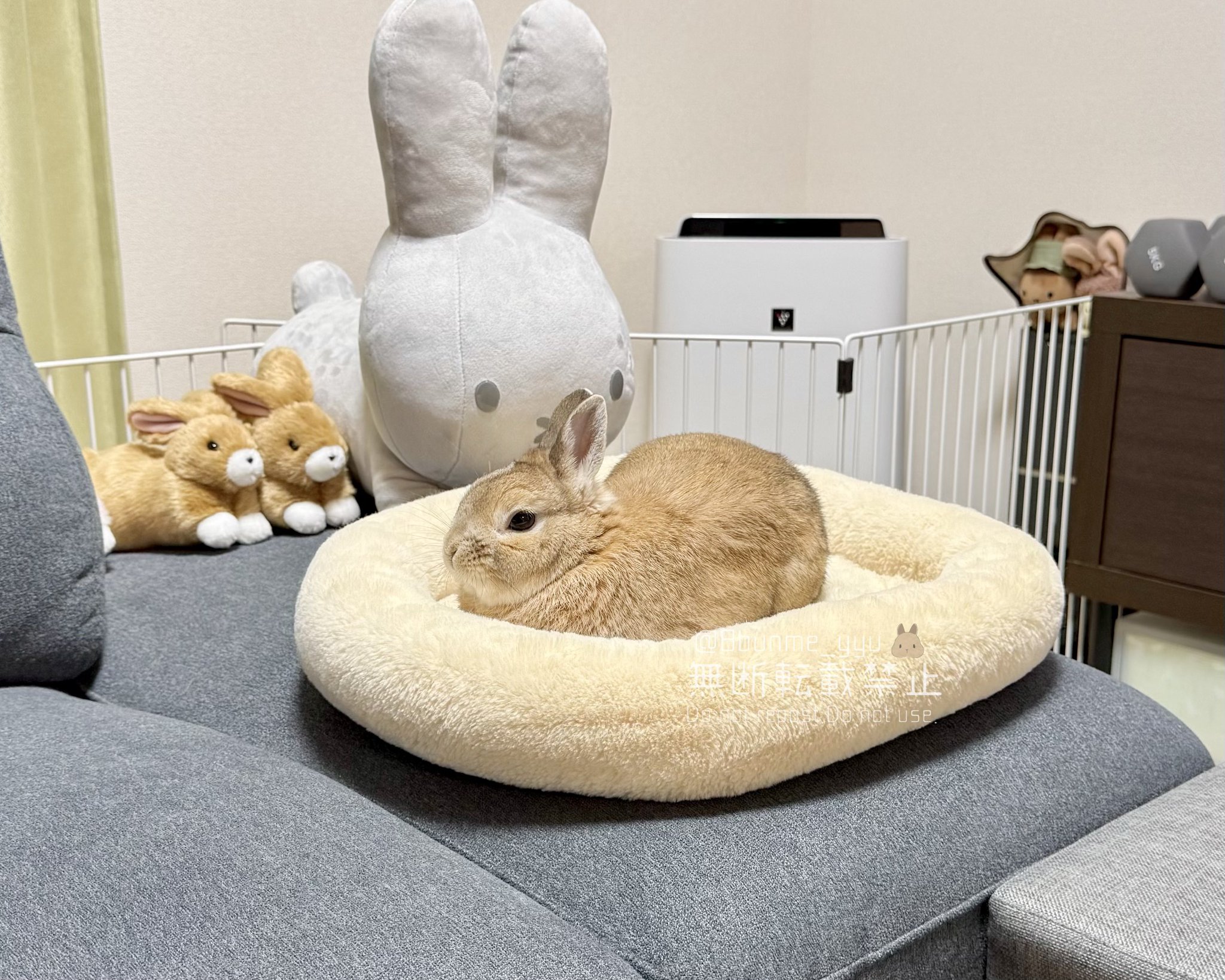 うさぎ✨ うさぎのうい🐰 on X: 