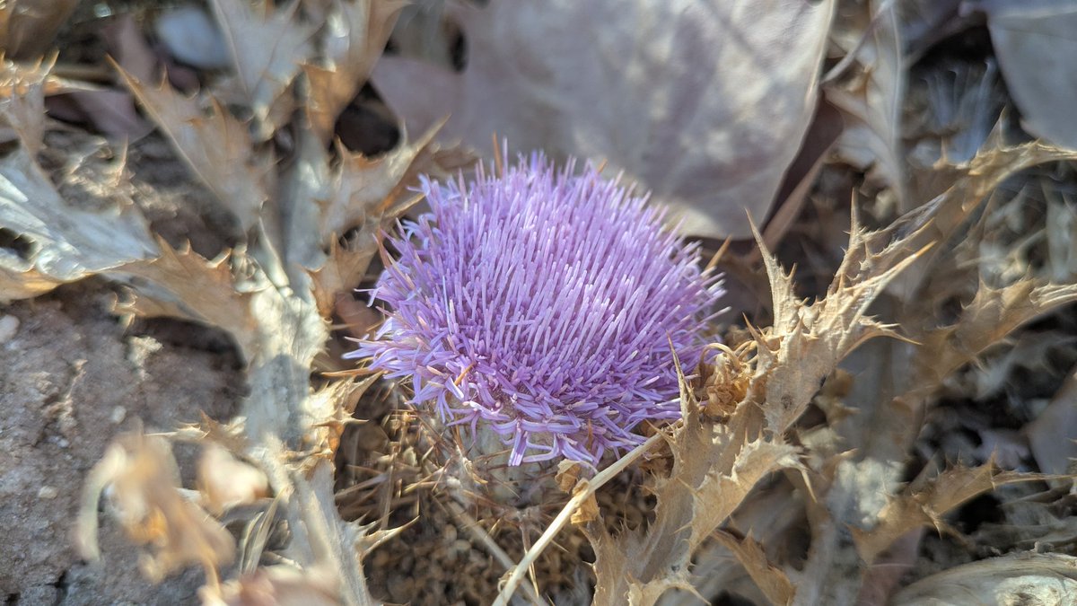 Un lujo impartir ayer el taller de iNaturalist: oportunidades para la investigación, gestión y docencia en el #SEBOT2025 con mis compis Adrián García y <a href="/ArbutusUnEdu/">Edu López</a>. Seguimos encontranfo maneras de sacarle el mayor partido a estas herramientas 💪🏻 <a href="/OficialSebot/">Sociedad Botánica Española</a> <a href="/inaturalist/">iNaturalist</a>