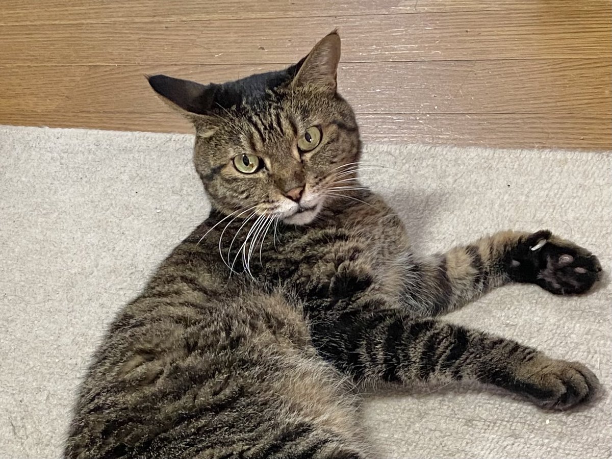 今日は一日寝てましたね

#猫 #cat #保護猫 #キジトラ #ねこ部 #猫のいる暮らし #猫好き #ねこのいる生活 #猫好きさんと繋がりたい #リトルキャッツ出身 #くるにゃん卒業