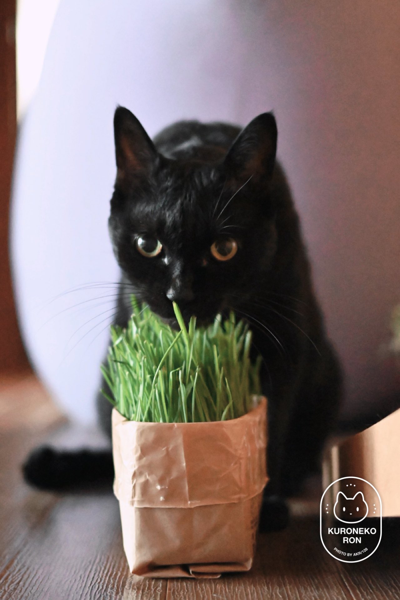食べちゃう(黒猫) 迷い猫情報】 茅ヶ崎市十間坂 黒猫 女の子 【飼い主さんを探し