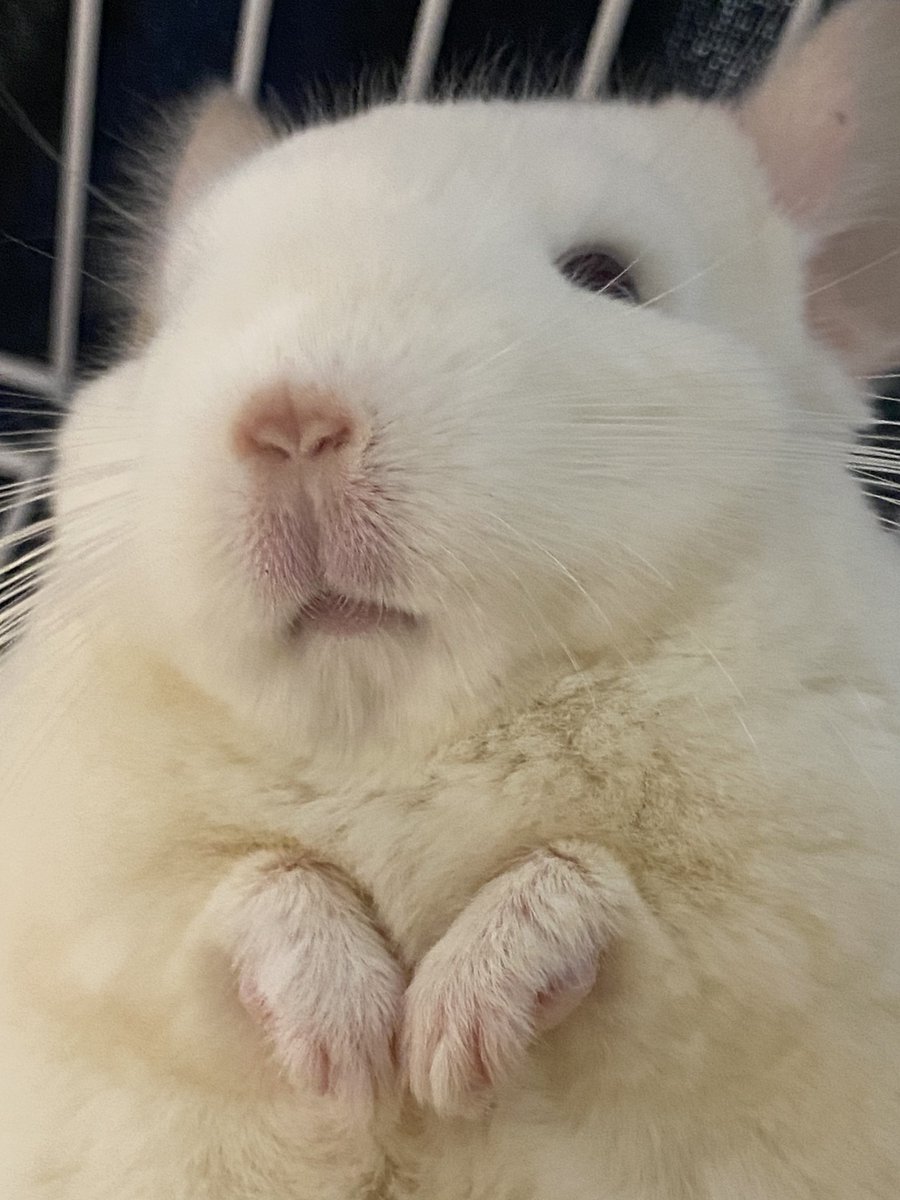 わかる人にはわかる...
このおててとおはなの可愛さ❤️ #チンチラ