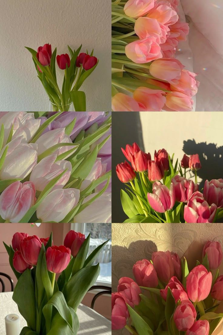 Tulips Library (@tulipslibrary) on Twitter photo 