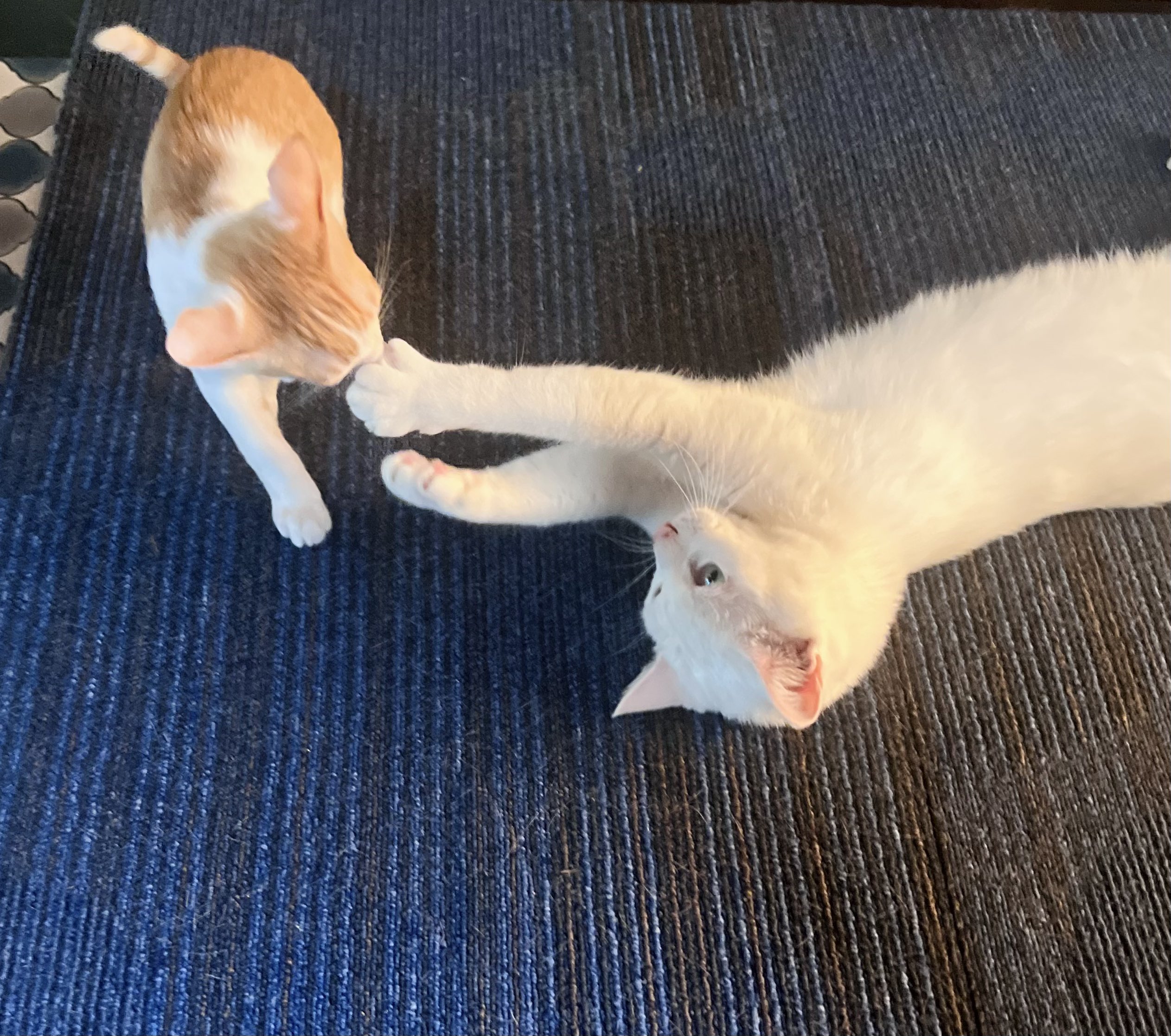 兎恋乃《求む🐈猫成分》 on X: 