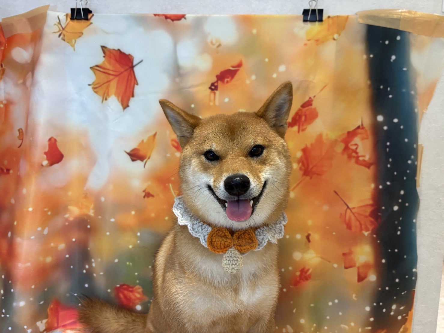 柴犬むぎ 柴犬むぎ (@shiba_inu_mugi) / X