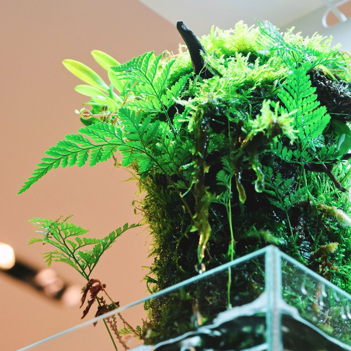 ada_lab_umeda's tweet image. 特別WS「森林浴を想う テラベースワークショップ」

ガラスケースに広がる小さな森は、日常に潤いをもたらし、気軽に森林浴を楽しめるインドアグリーン。自然のやさしさを形にする、特別なワークショップです。

詳細は下記URLをご確認下さい。

#adalab #adalabumeda #ada

adalab.resv.jp/reserve/calend…