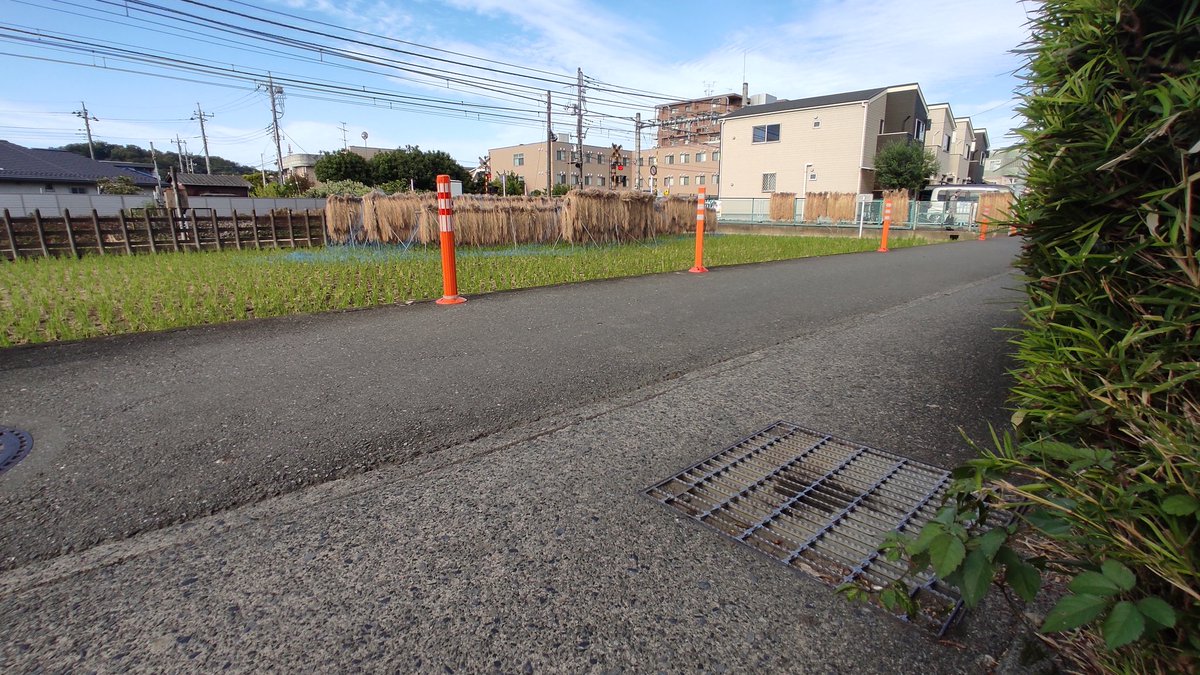 大丸用水新田堀に潤された南武線沿いにある水田は、既に稲刈りを終えて稲架掛けされていた。
#川崎市　#多摩区