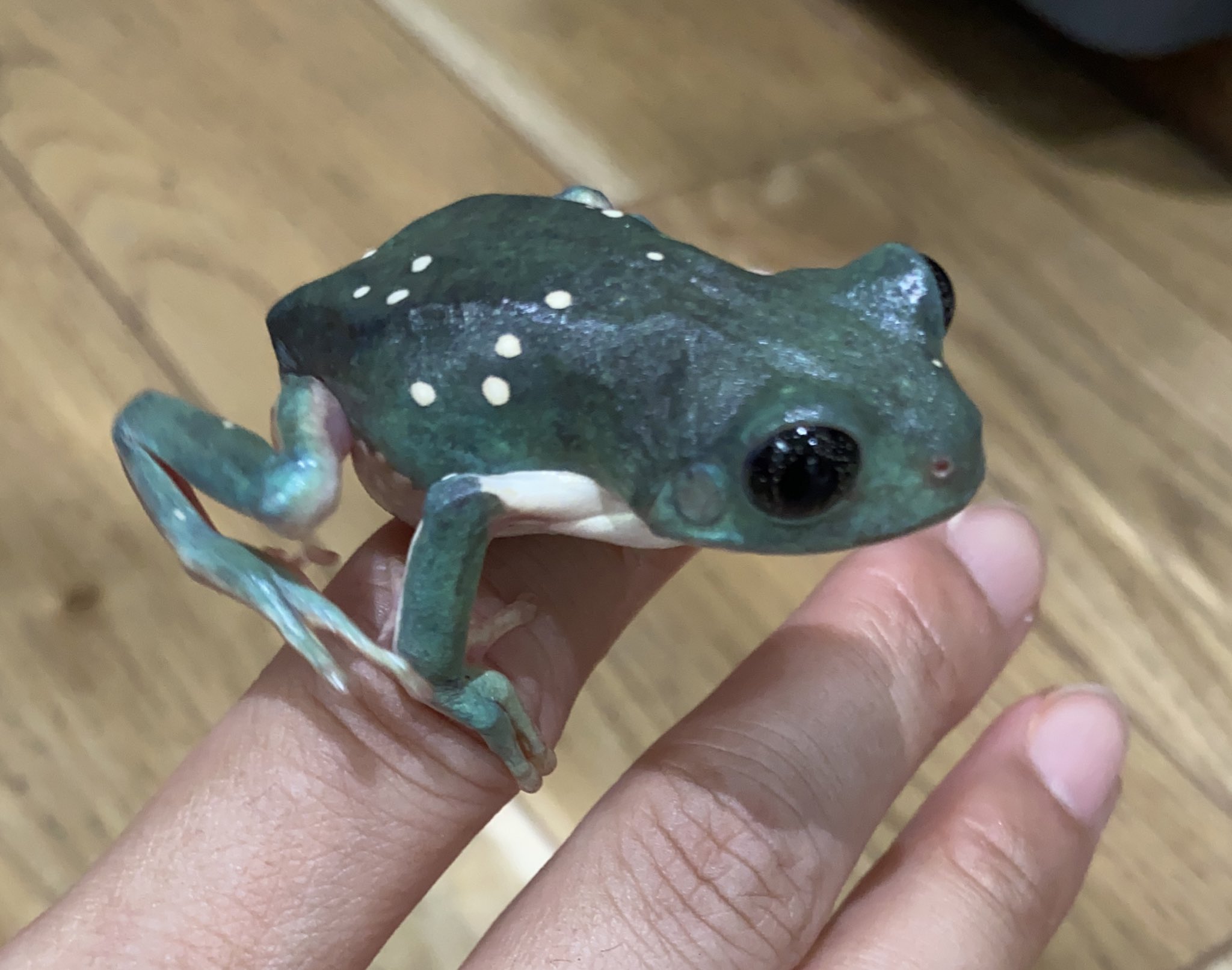 Crestomocko🦎お次は初ぶりくら！！ (@smiledego) / X