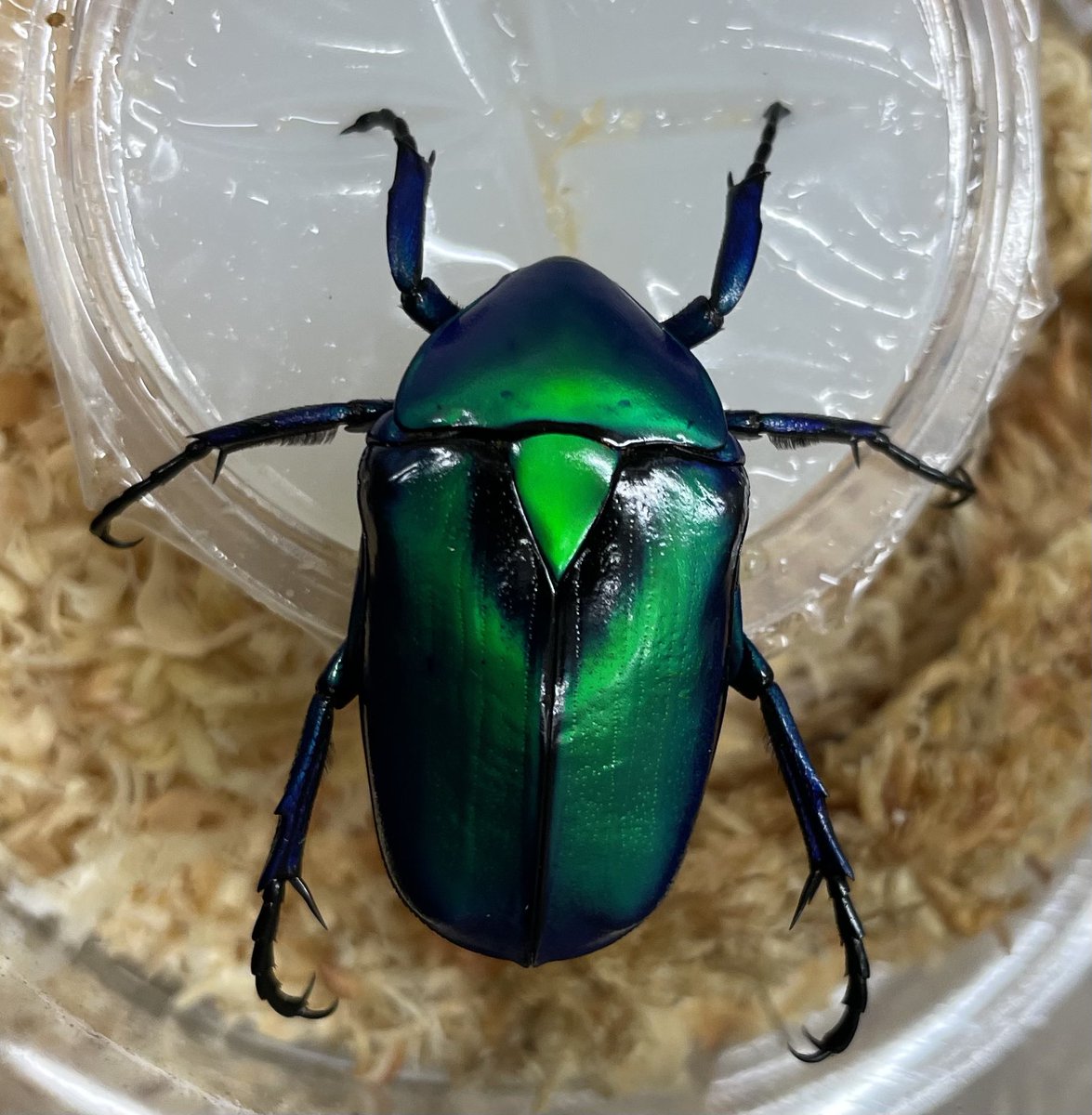 タイ便 入荷しました！ ワイルド 9月の風物詩！ ゴホンツノ