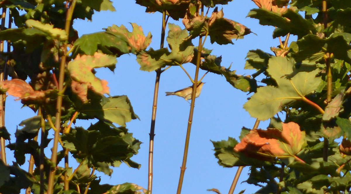 Lost of warbler activity in the garden this morning.