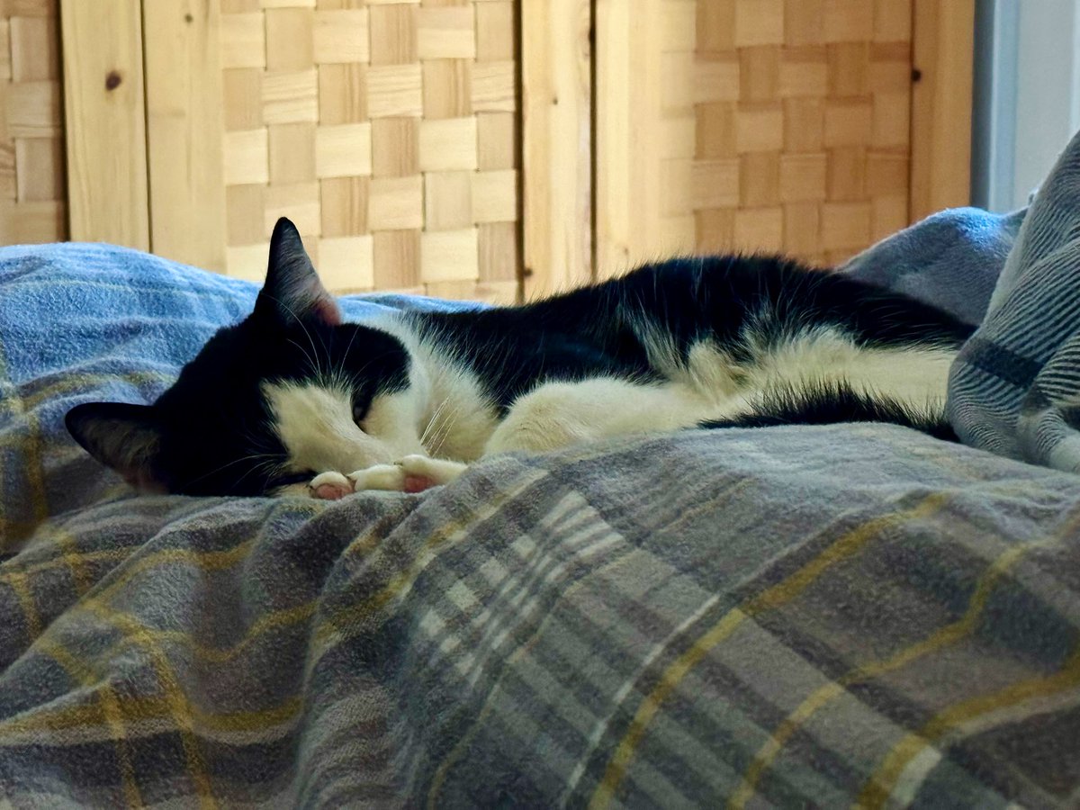 Prof Dimitra Fimi tweet media