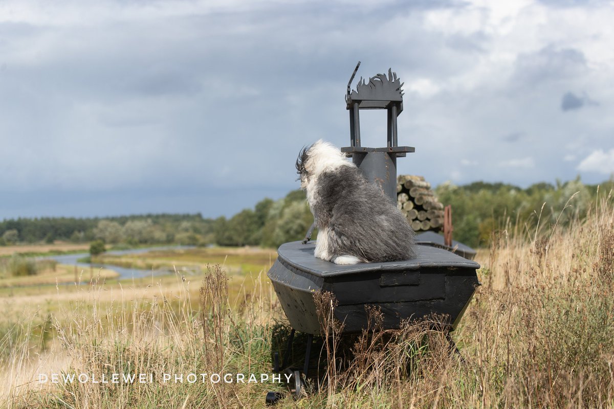 dewollewei's tweet image. Summer&apos;s view 
#oldenglishsheepdog 
#oes
#bobtail 
#morelovelesshate