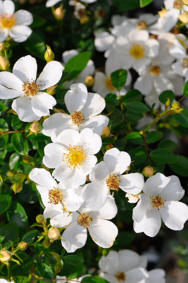 淡雪 Awayuki 

純白の花色に一重咲きの小輪花 花付き良く繰り返しよく咲き耐病性に優れる コンパクトなつるバラ仕立てに向くシュラブローズ 

【公式本店】baranoie.com/shopdetail/000…
【楽天店】item.rakuten.co.jp/baranoie/89508…