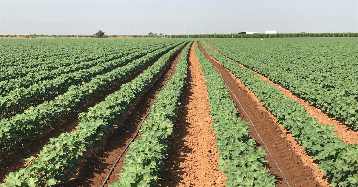 💧 Una planificación de cultivos muy austera, marcada por el temor a fuertes restricciones, condiciona el consumo de la campaña de #riego en nuestra Comunidad. Con el 90% de la campaña transcurrida, el consumo se situaba por debajo del 50% de la dotación. valleinferior.es/una-planificac…