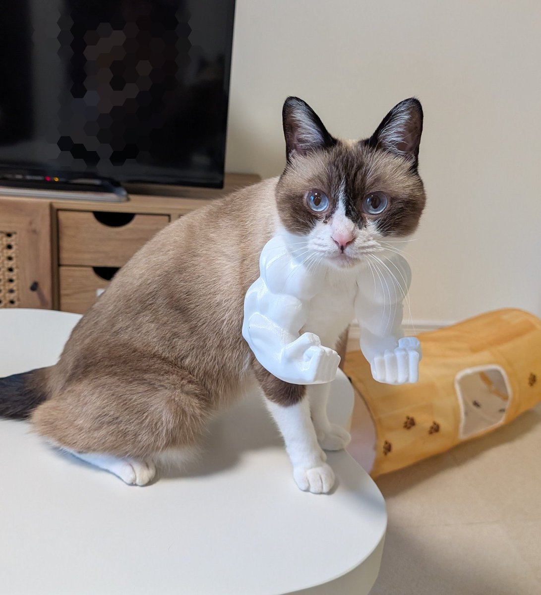 hukudaijin2's tweet photo. 猫がマッチョになるおもちゃみて https://t.co/p0qOdtEyPF