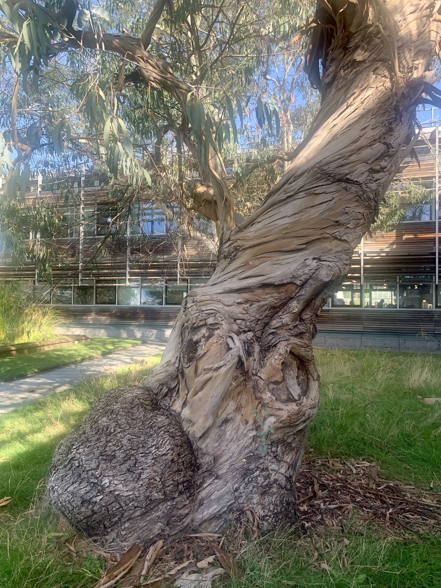 ruths_gallery's tweet image. Passed by this eucalyptus tree at Kew Gardens yesterday and was fascinated by its with streaky bark. 

Perfect for #thicktrunktuesday 

#eucalyptus #tree #kewgardens #richmond