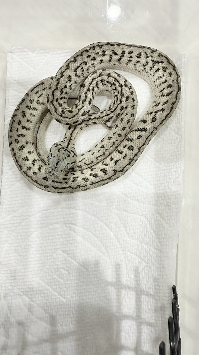 tnpythons's tweet image. 販売個体

1アザングラナイトタイガージャガー♀

2アザングラナイトタイガージャガー♂

とんぶり市連れて行きます🐍
#カーペットパイソン 
#burikura