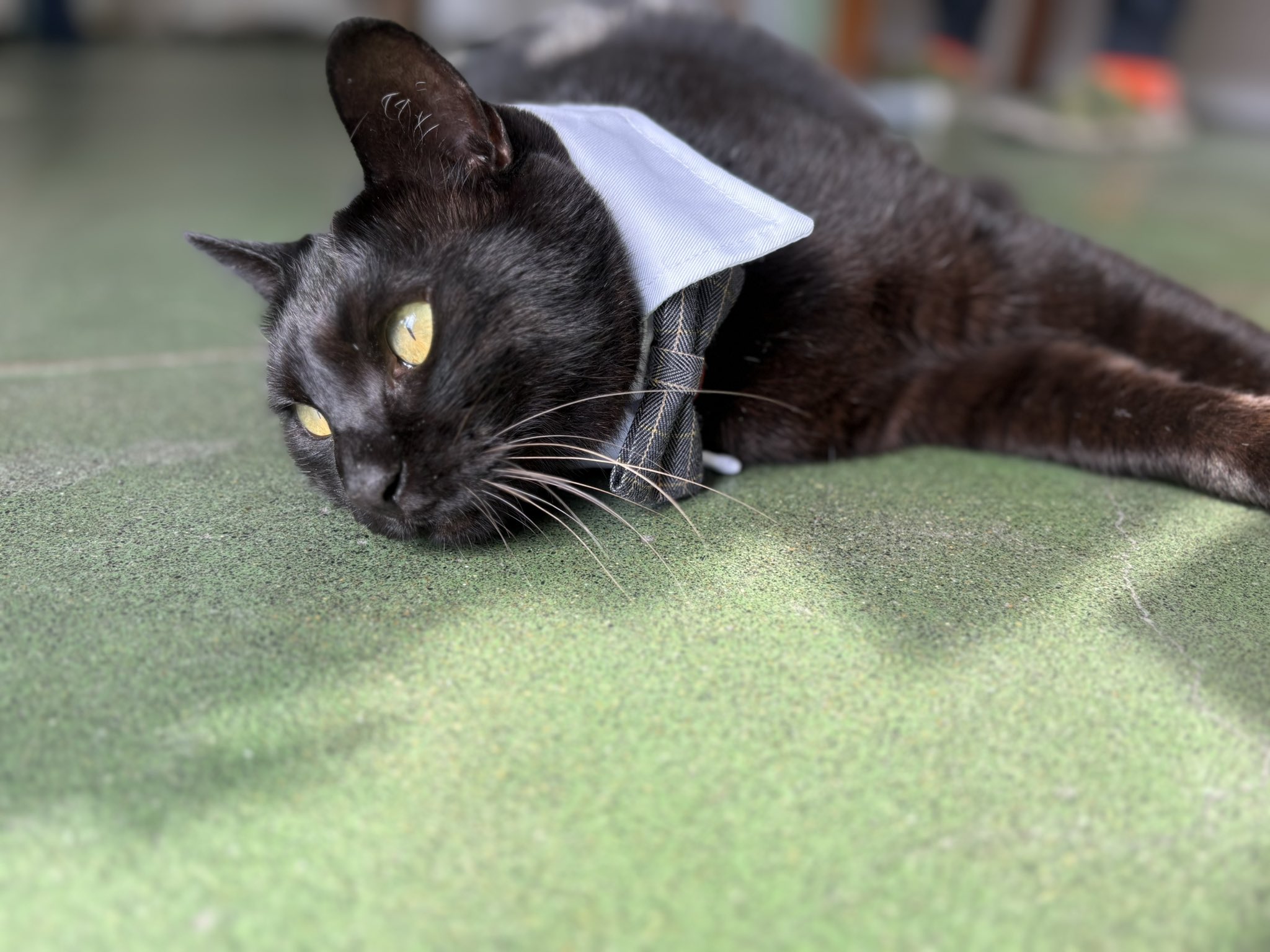 ENEOS椴法華SS🐈‍⬛黒猫専務のいるスタンド on X: 