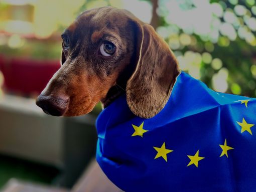 🐾 Conférence en ligne – Bien-être des chiens et des chats dans l’UE! Le 25/09 18h - 19h, rejoignez-nous pour la conférence en ligne sur le nouveau règlement européen sur le bien-être et la traçabilité des chiens et chats, adopté en 2025. ensemble.eu/event/europe-e… via <a href="/Europarl_FR/">Parlement européen en France</a>