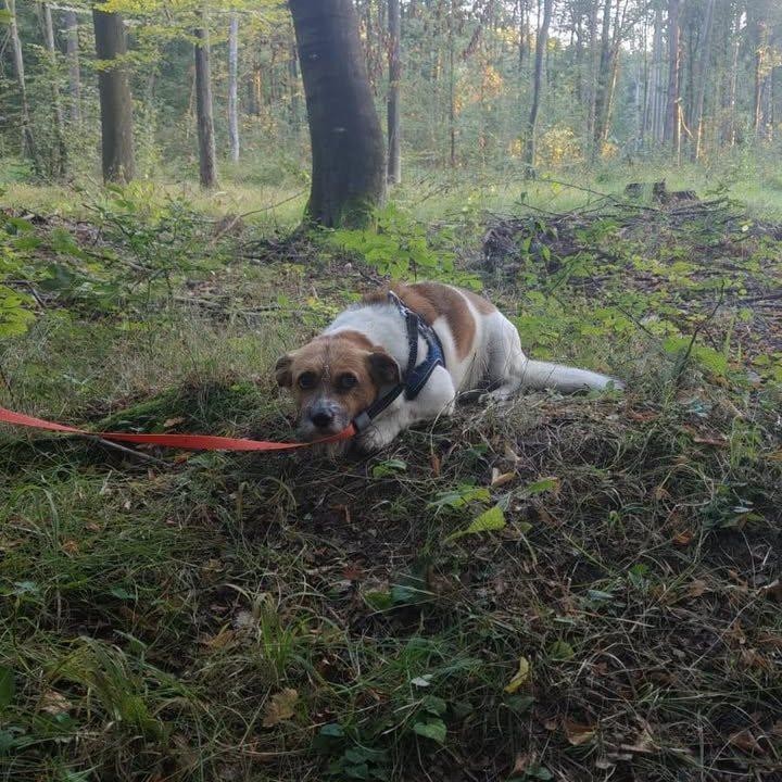 Popatrzcie w te oczy…🥺
To nie jest zwykłe zdjęcie to obraz bezradności i strachu. Ten pies został przywiązany do drzewa w lesie koło schroniska w Przylasku i zostawiony sam sobie. Koc i garnek z wodą miały chyba przykryć dramat porzucenia, ale one nie zmieniły faktu: ktoś