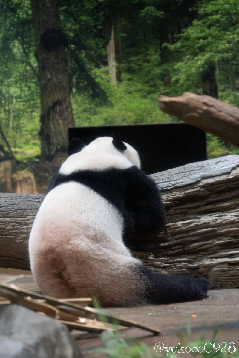 パンダ子 fit=scale-down,w=1200