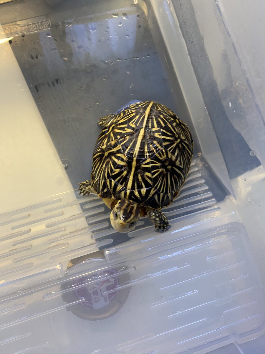 昨年ナゴレプで吉岡養魚場さんからお迎えしたフロリダハコガメ2匹も大きくなりました。
黄色味が強い子と模様が花柄に見える子になりだいぶ個性が出てきました。
#フロリダハコガメ
#アメリカハコガメ