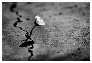 «La normalidad es un camino pavimentado: es cómodo para caminar, pero allí no crecen flores.»

Van Gogh