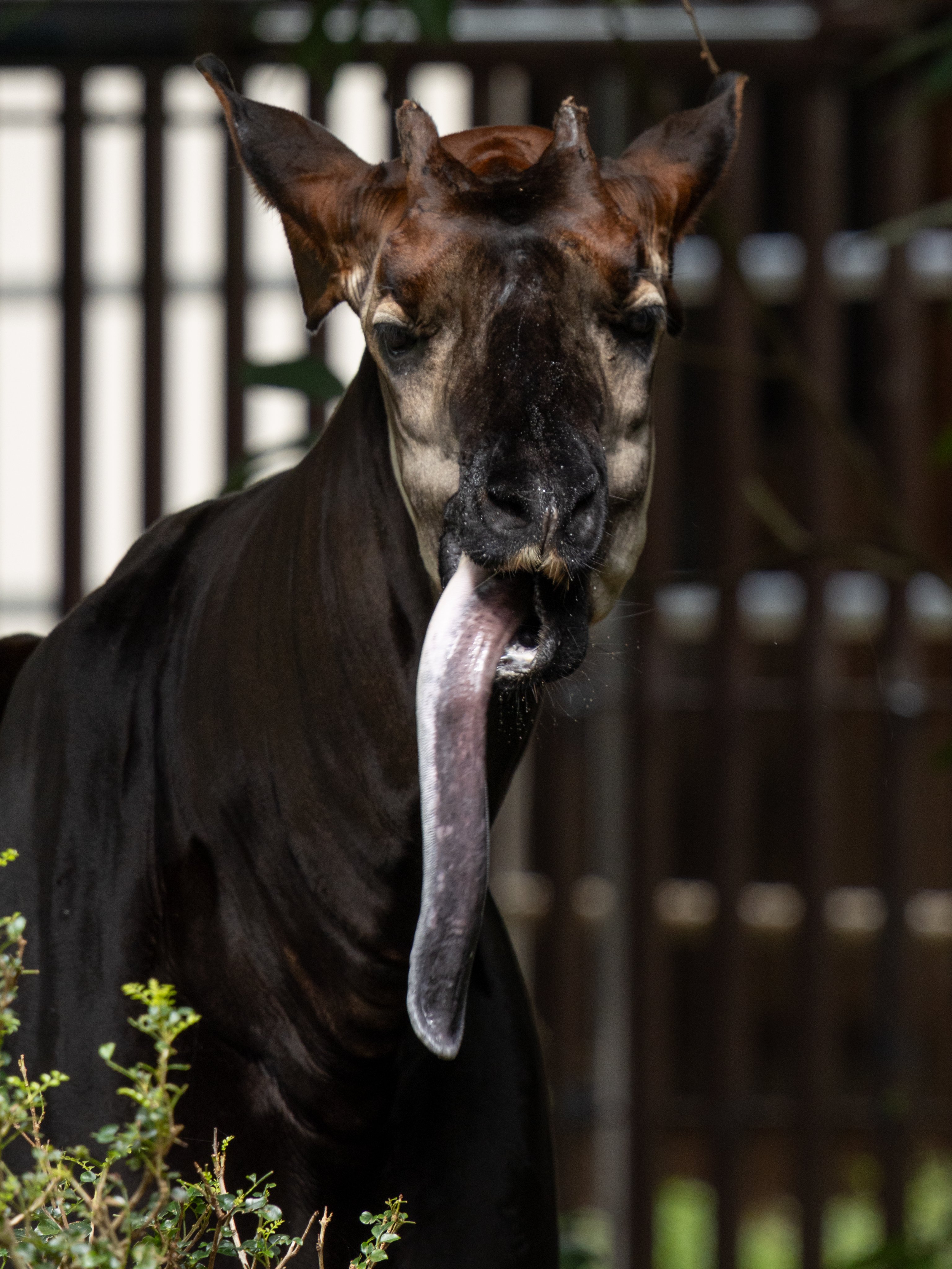 おかぴ オカピ - Search / X