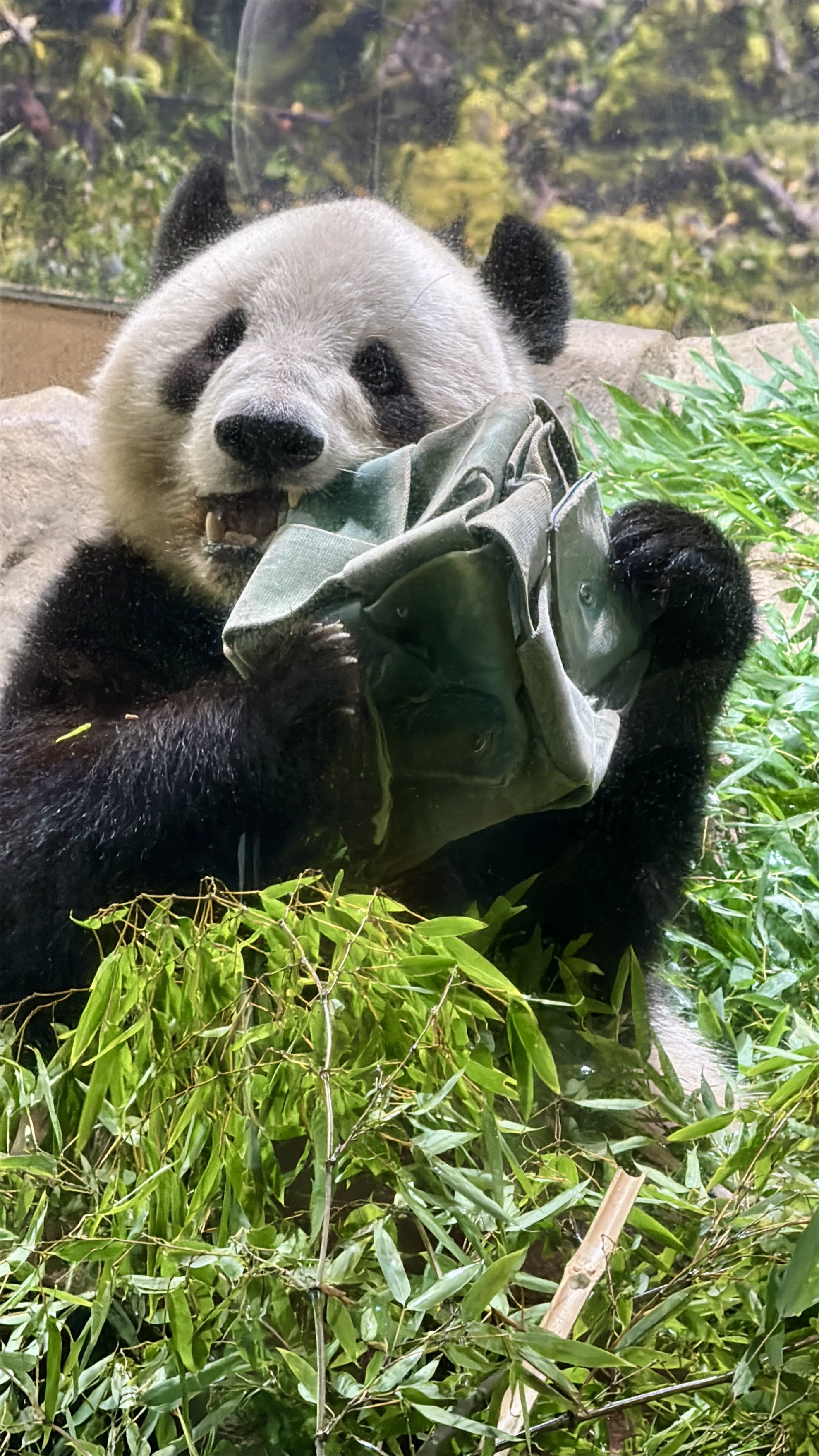 panda_xiang_xiang on X: 