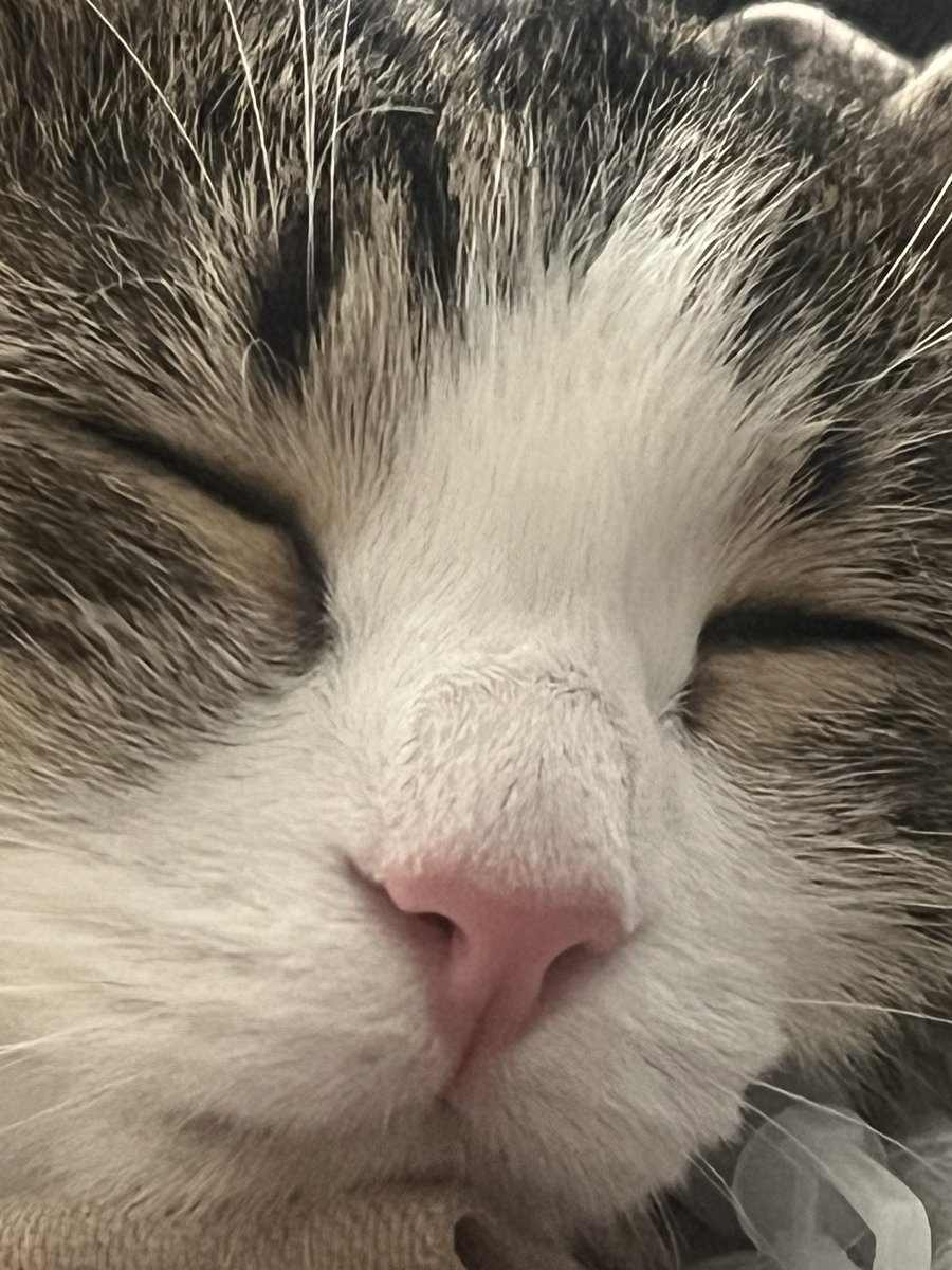 🍑 Alyona Kreger💸New Collection tweet media