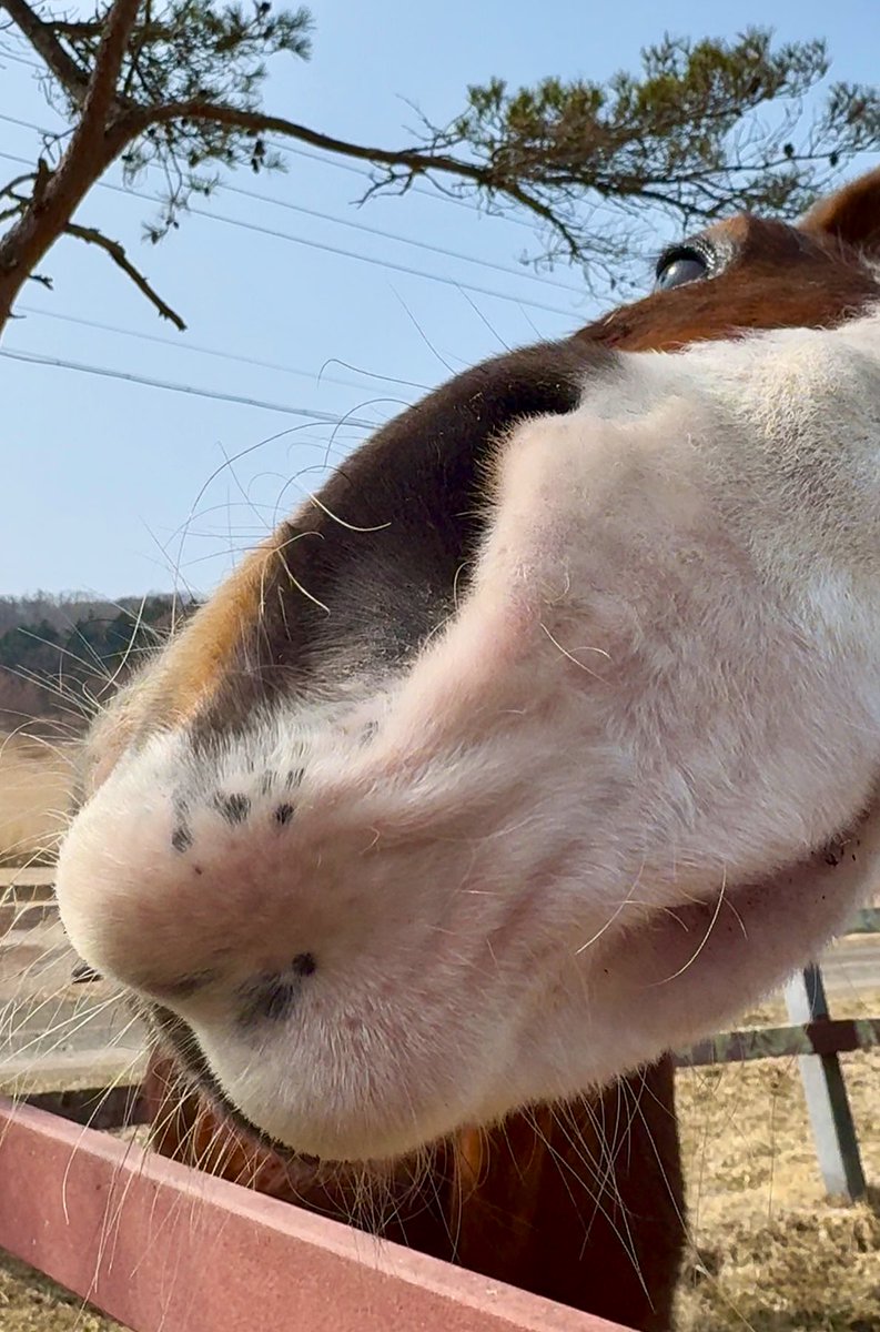 なにー？

#メイショウドトウ　#ノーザンレイク
#MeishoDoto  #引退馬協会 預託馬　※見学要予約