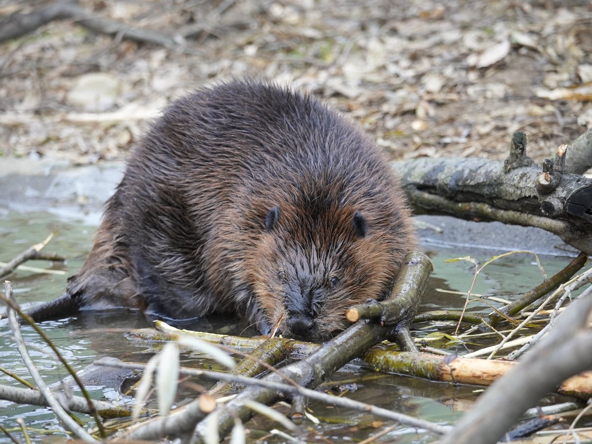 10/25(土)のまるごとビーバーデイ🦫
「ビーバー旅行記」講演会

まだ空きがありま～す！

・飼育員が野生のビーバーに会いに行ってきた！
・ビーバーってどんなどうぶつ？
・飯田のハナコさんの話　など盛りだくさん！

↓予約受付中です🦫
forms.gle/eVdeb8xedgeBfX…
#飯田市立動物園
#アメリカビーバー
